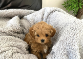 Maltipoo bebek surat yavrularımız yeni ailelerine gitmek için hazir